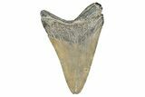 Bargain, Fossil Megalodon Tooth - Georgia #338802-1